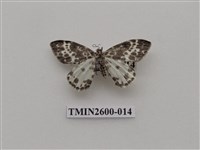 藏品(尺蛾114)的圖片